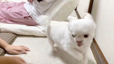 お姉ちゃんと喧嘩した時のコハクくん6