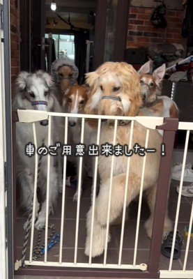 散歩へ行くのを待っている大型犬達