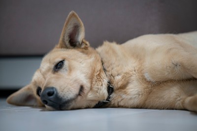 床に横になる犬