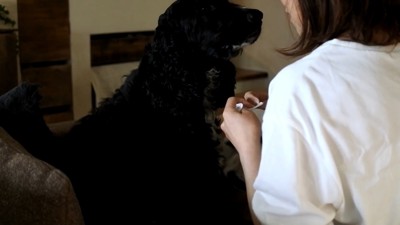 ルーク君をお散歩に誘った時の態度