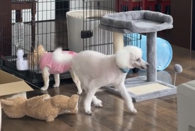 ケージへ向かう犬と離れる犬