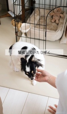 しずくちゃんの変化4