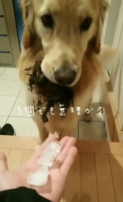 氷3個と犬