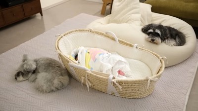 みんなでお昼寝