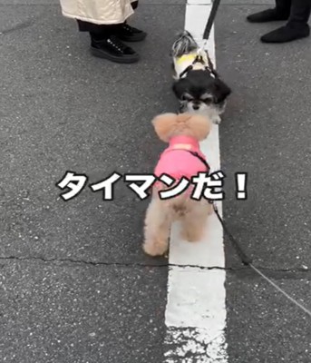 近づく2匹の犬