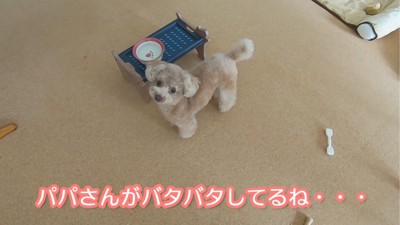 カメラ目線の犬