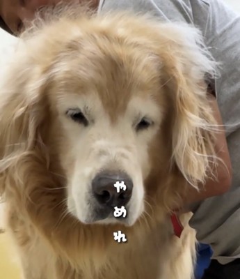 目を細める犬