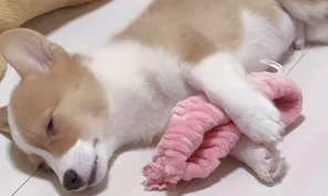 かじった形跡があるヘアバンドを抱いている子犬