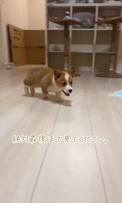 楽しくて仕方ない♪