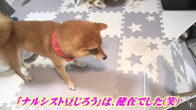 やっぱり豆じろうくんは鏡が好き！