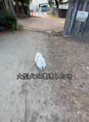 猛ダッシュするベラちゃん