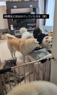 女の子を熱烈歓迎する秋田犬たち6