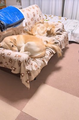 ソファーで眠る大型犬達