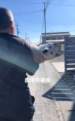 脱走後に確保された柴犬さん4