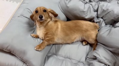 布団の上に横たわる犬