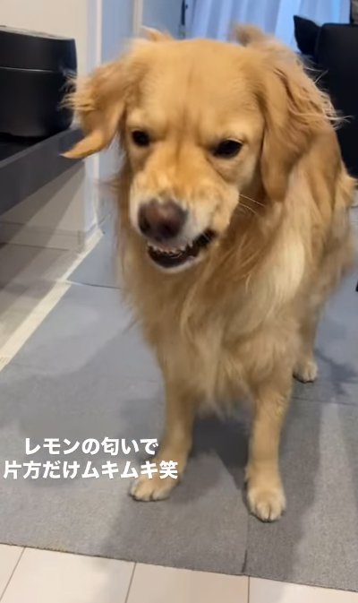 歯をむく大型犬