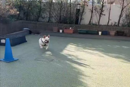 ドッグラン