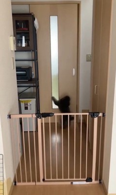 部屋から脱走するオハナちゃん7