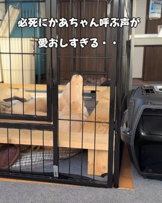 「ワオー」
