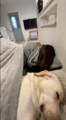 女性と並んで寝る犬