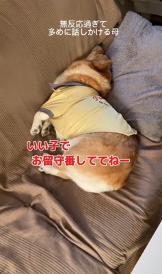 外出時のチリちゃんの対応の違い7