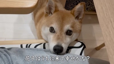 イスにアゴを乗せて、飼い主を見上げる犬
