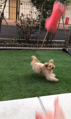 おもちゃを投げた時のベルちゃん4