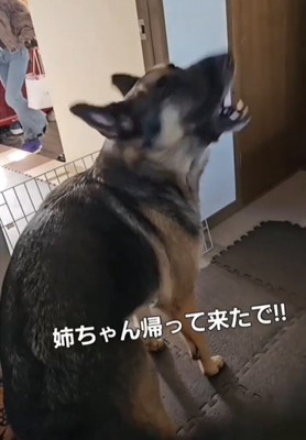 吠える犬