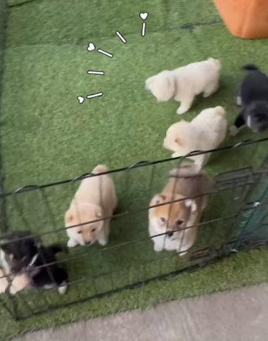 サークル内に散らばる6頭の柴犬パピー