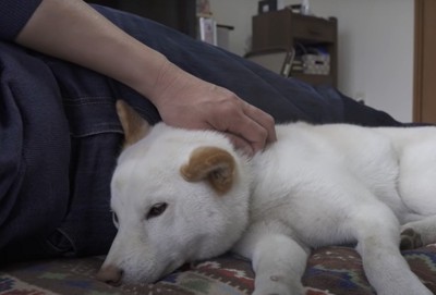 飼い主に撫でられ添い寝する犬