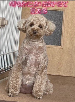 太り過ぎといえる…