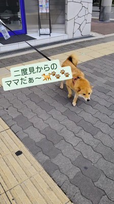 女性に駆け寄る犬