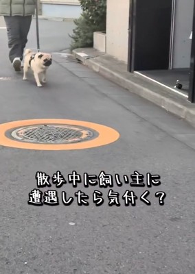 散歩中のむさし君