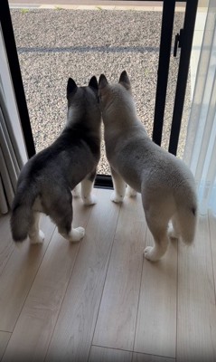 横並びの兄弟犬