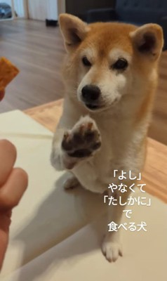 おまめちゃんのおやつタイム5