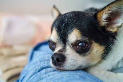 足にあごを乗せる犬