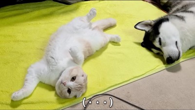 横になって飼い主を見つめる猫と眠る犬