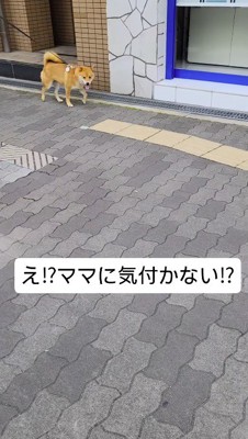 女性に視線を移す犬