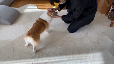 パパと触れ合う犬