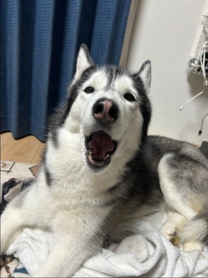 ラニちゃんがあくびをする瞬間