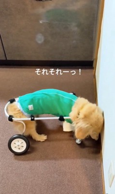 車いすで方向転換するまふぃん君7