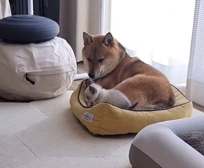 ベッドの上でくつろぐ犬と猫