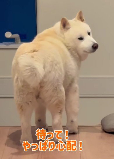 「本当に大丈夫…?」