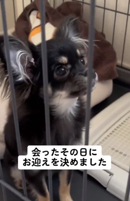 ケージの中のちまきちゃん