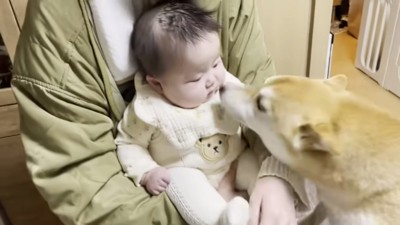 赤ちゃんのにおいをかぐ柴犬