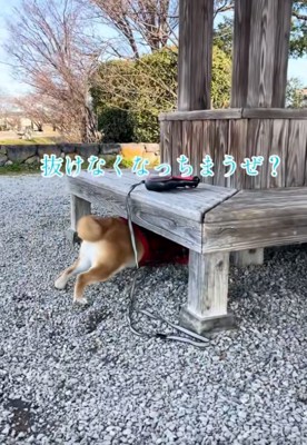 潜っていくりんちゃん