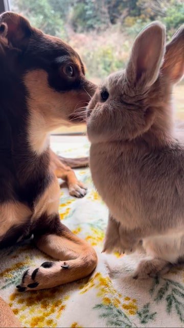 ぴょこりと立つウサギ