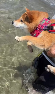 エアー泳ぎをする犬