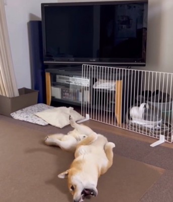 うれしそうに動く犬1