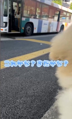 お姉さんを迎えに来たボンドくん5